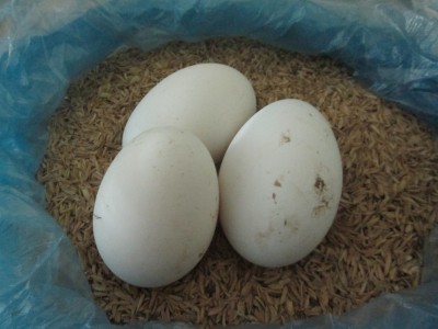 Trứng Ngỗng - Dinh Dưỡng Ngon & Bổ Cho Bà Bầu